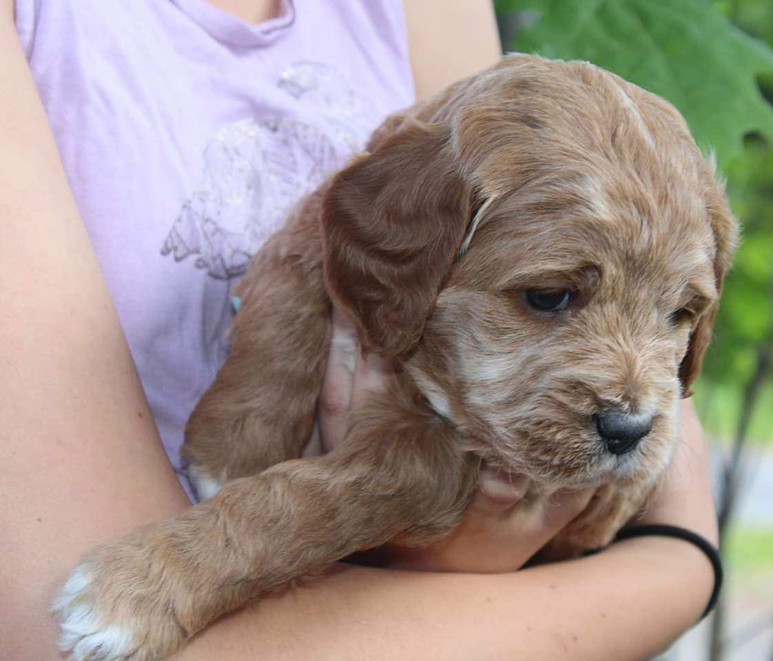 Tango Wool Labradoodles, Labradoodle Breeders In Massachusetts