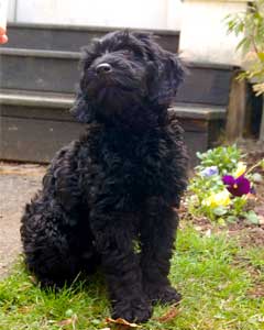 Tango Wool Brahm's Capriccio sitting
