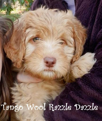 Tango Wool Razzle Dazzle