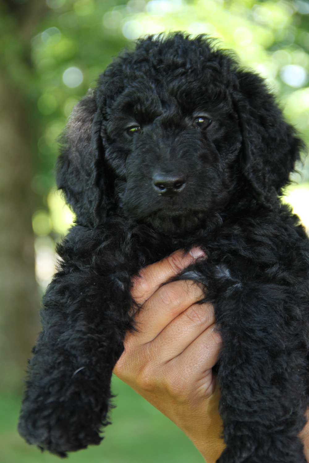 Tango Wool Labradoodles, Labradoodle Breeders In Massachusetts