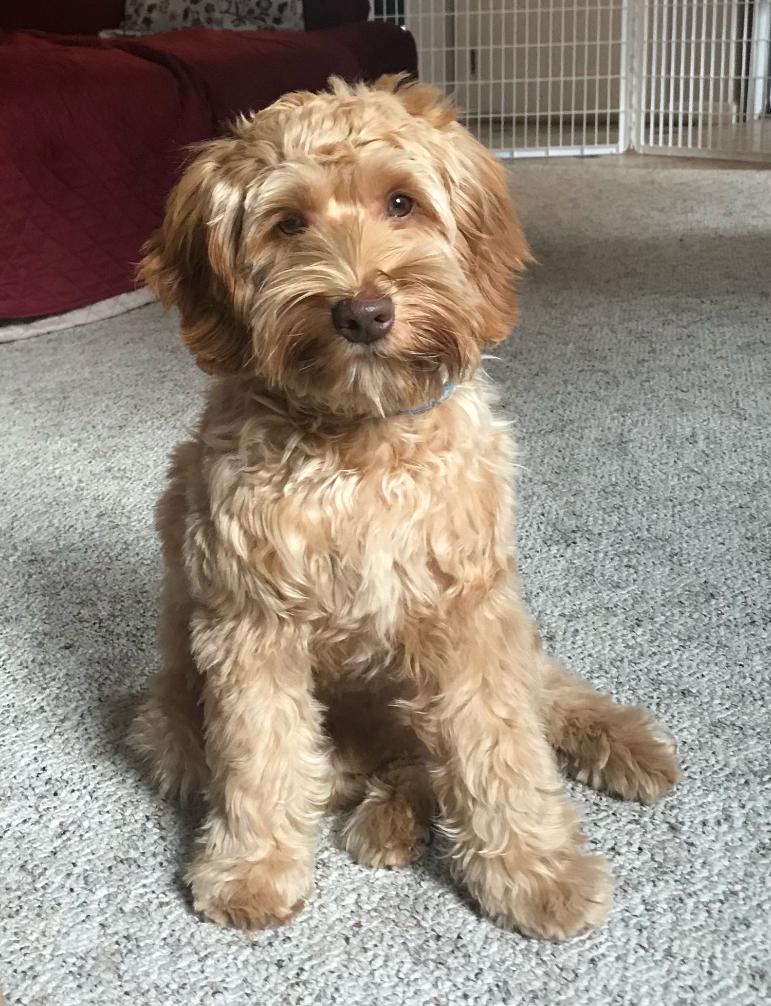 Tango Wool Labradoodles, Labradoodle Breeders In Massachusetts